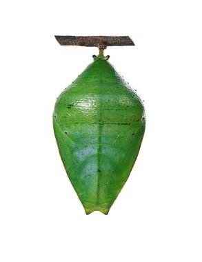 Beyaz arka plan üzerinde izole inci charaxes kelebek orman yeşil bir pupa