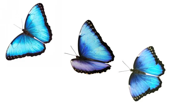 Üç beyaz arka plan üzerinde izole parlak erkek mavi Morfo kelebek uçan. — Stok fotoğraf