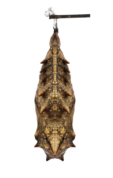 Bir pupa beyaz arka plan üzerinde izole orman sedef kelebek.