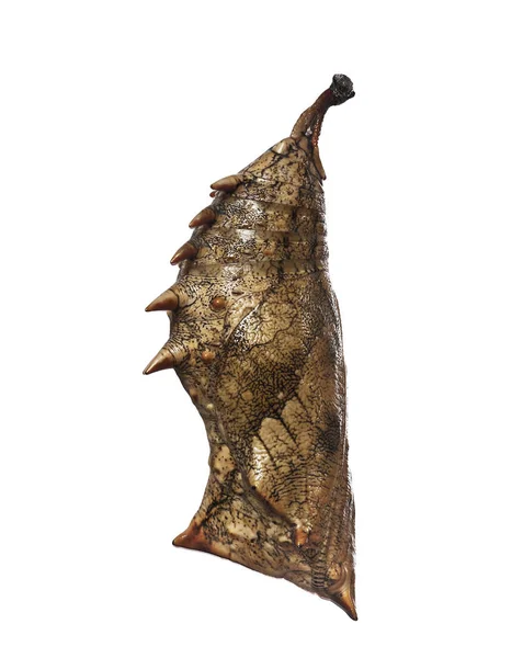 Bir pupa beyaz arka plan üzerinde izole orman sedef kelebek.