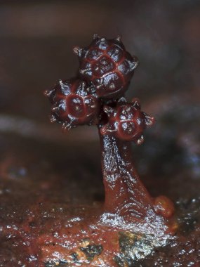 Bir balçık kalıp Trichia papillata dikenli bir savaş yelken şeklinde meyve vücut