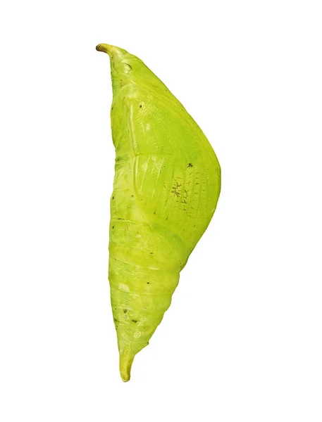 Una pupa verde de la gran mariposa de punta naranja aislada sobre fondo blanco . — Foto de Stock