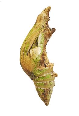 Beyaz arka plan üzerinde izole sarı Helen kelebek, P. nephelus, pupa.
