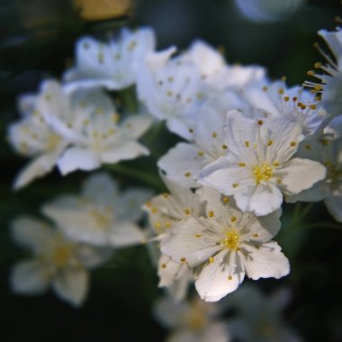 Sarı stamens ile beyaz güzel çiçekler