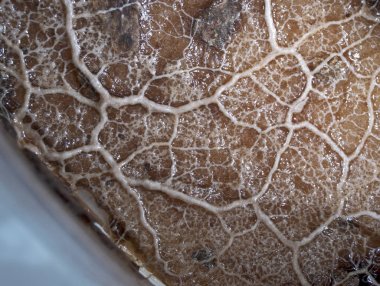 Bir balçık kalıp bir yüzey üzerinde hareket eden bir plasmodium