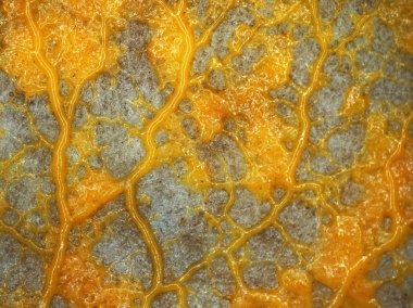 Bir balçık kalıp bir yüzey üzerinde sürünen sarı damarlı plasmodium