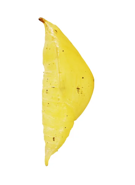 Sarı bir pupa beyaz arka plan üzerinde izole büyük portakal uç kelebek.