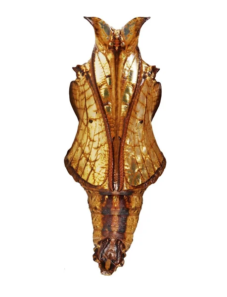 Beyaz arka plan üzerinde izole ortak Çavuş kelebek, Athyma perius, metalik bronz renkli pupa. Pupa tırtıllar ve kelebekler arasında bir sahne olduğunu.