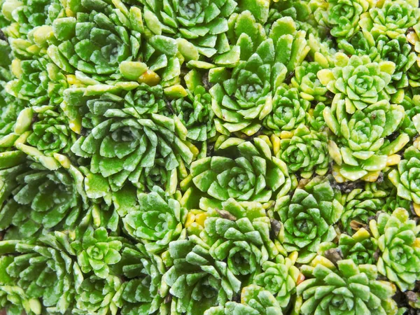 A flower-bed of Crassulaceae green ornamental plant — Stock Photo, Image
