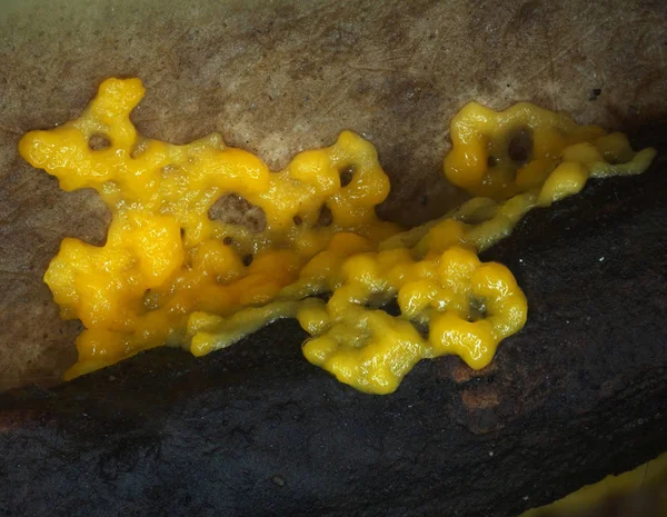 A moving yellow plasmodium of a slime mold on a substrate — Stock Photo, Image