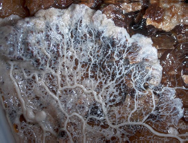 A moving plasmodium of a slime mold on a substrate