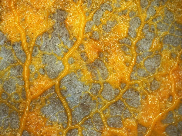 A creeping yellow veiny plasmodium of a slime mold on a substrate — Stock Photo, Image