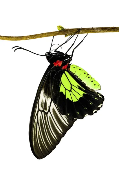 Uma borboleta de asa de pássaro Triodes na cor amarela de visco em um ramo isolado no branco — Fotografia de Stock