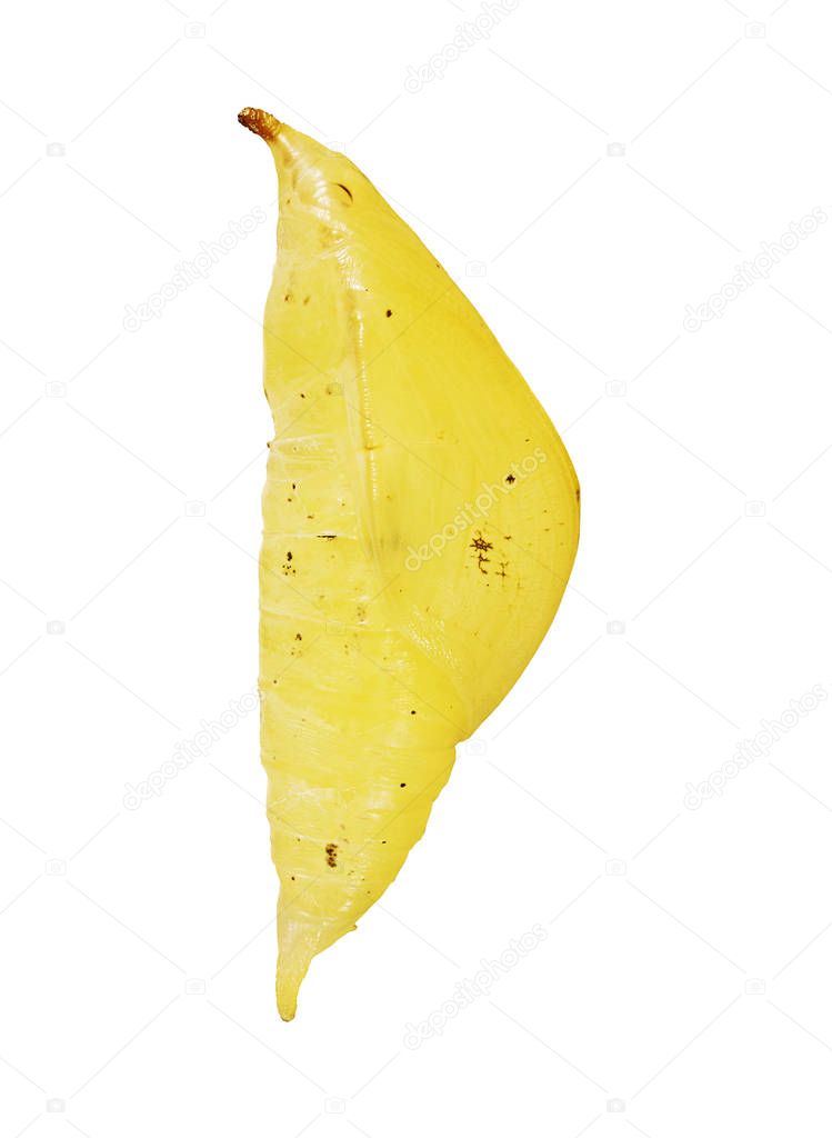 A yellow pupa of the great orange tip butterfly isolated on white background.