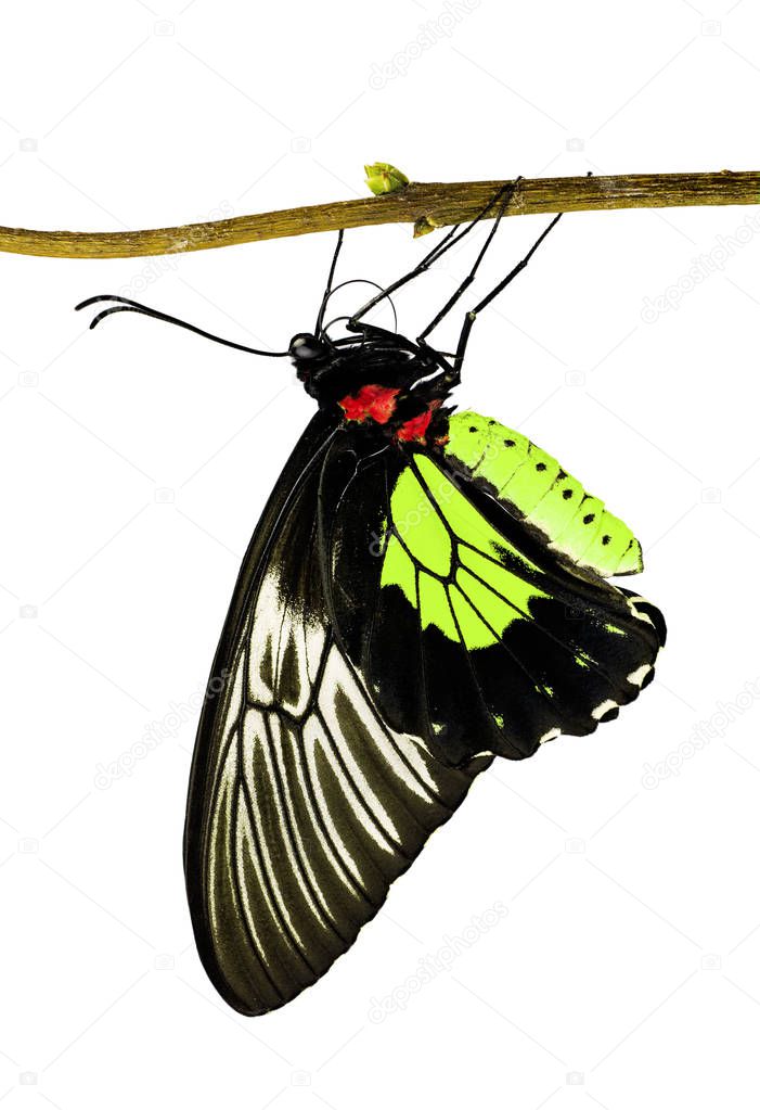 A birdwing butterfly Triodes in lime yellow color on a branch isolated on white