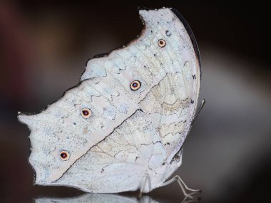 Orman sedef kelebek, Salamis parhassus, arka plan bulanık üzerinde
