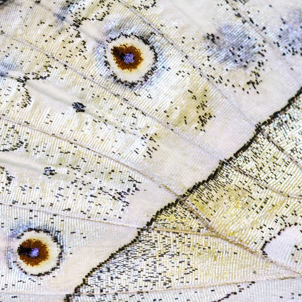 Grey Marble Fragment Underside Wing Forest Common Mother Pearl Butterfly — Stock Photo, Image