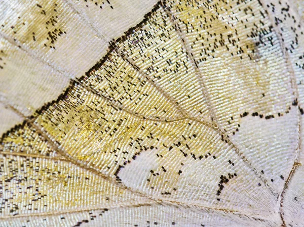 Grey Marble Fragment Underside Wing Forest Common Mother Pearl Butterfly — Stock Photo, Image