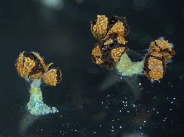 Bir balçık kalıp Physarum polycephalum yaşında meyve organları