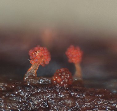 Çiçek veya mercan gibi myxobateria bakmak Microscoric kolonileri