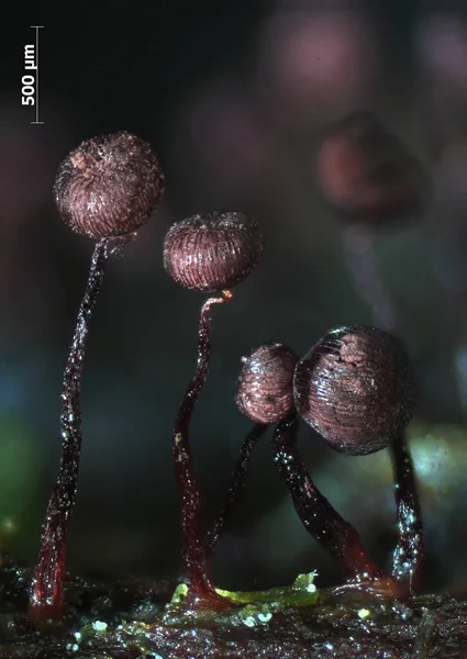 Fruit bodies of a slime mold Cribraria cancellata resembe poppyhead — Stock Photo, Image