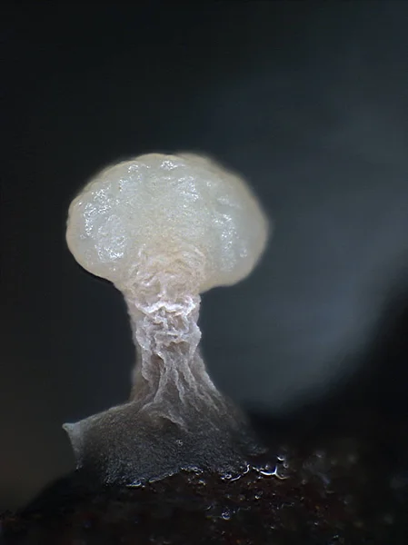 White fruit body of a slime mold Didimium looks like atomic burst — Stock Photo, Image