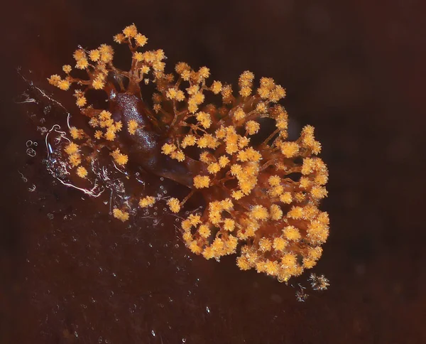 Microscoric Kolonia myxobateria wyglądają jak kwiaty lub korale — Zdjęcie stockowe