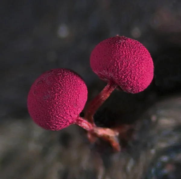 Two red fruit bodies of a slime mold Physarum roseum on blue background. — Stock Photo, Image