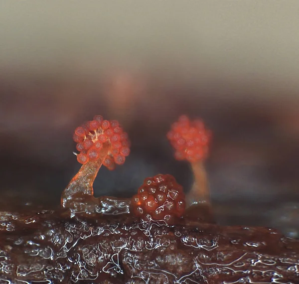 Microscoric telepek myxobateria úgy néz ki, mint a virágok, vagy a korallok — Stock Fotó