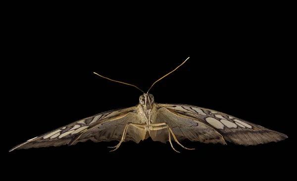 A borboleta clipper está pronta para voar. Vista frontal, isolada sobre fundo preto — Fotografia de Stock