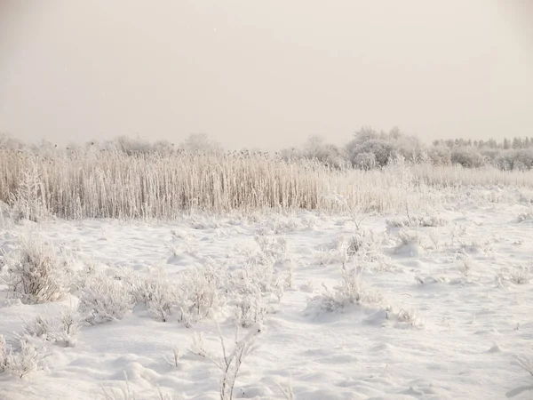 Зимний облачный ландшафт с морозом на тростниках и ветвях кустарников — стоковое фото