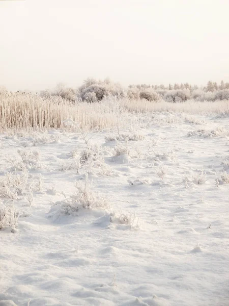 Зимний облачный ландшафт с морозом на тростниках и ветвях кустарников . — стоковое фото