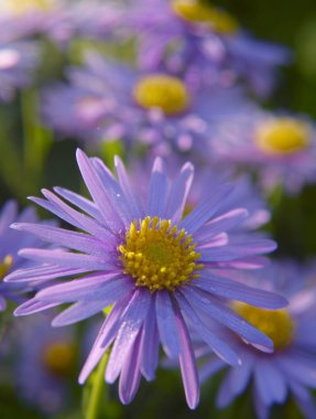 Aster amellus, Avrupa Mikael-papatya