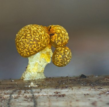 Bir balçık kalıp Physarum polycephalum meyve gövdesini