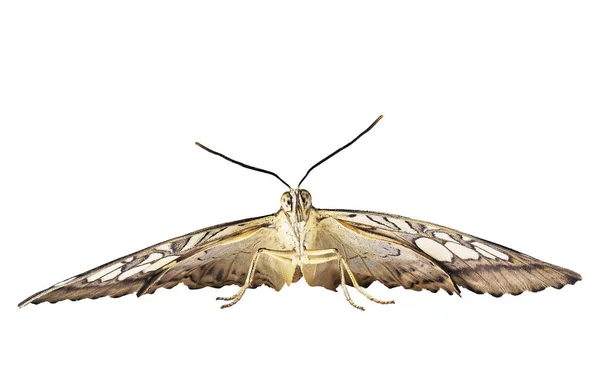 Clipper kelebek uçmak için hazır olduğunu. Beyaz arka plan üzerinde izole Önden Görünüm