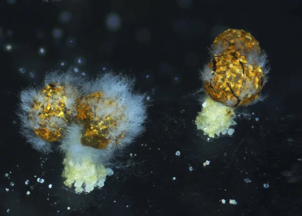 Aged fruit bodies of a slime mold Physarum polycephalum being eaten by mold — Stock Photo, Image