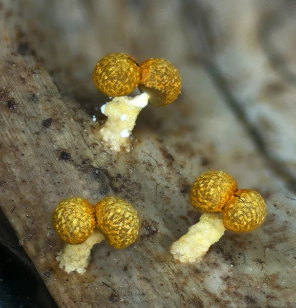 Fruit bodies of a slime mold Physarum polycephalum — Stock Photo, Image