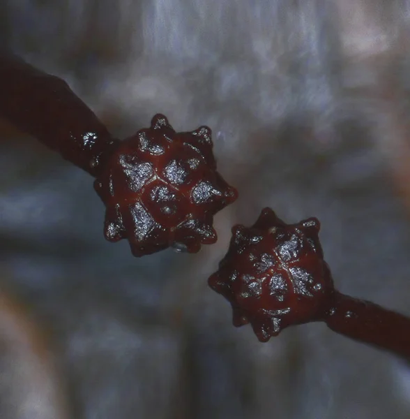 Owoc organów papillata Trichia Śluzowce, w formie kłujące bitwy korbacz — Zdjęcie stockowe
