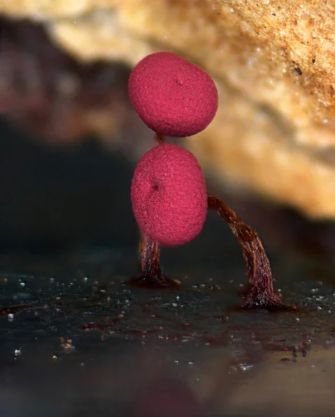 Two red fruit body of a slime mold Physarum roseum — Stock Photo, Image