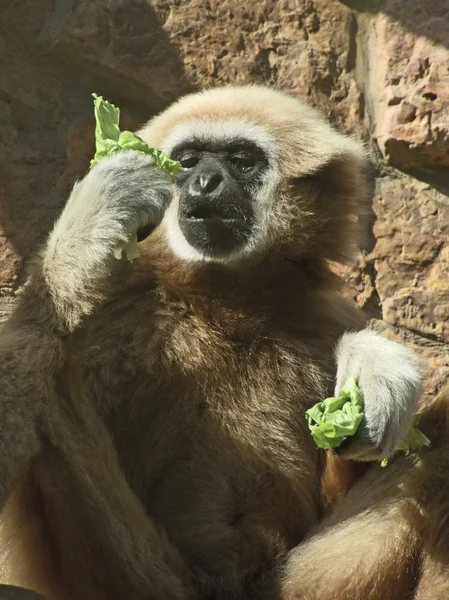 Мужчина лар гиббон ест листья салата — стоковое фото