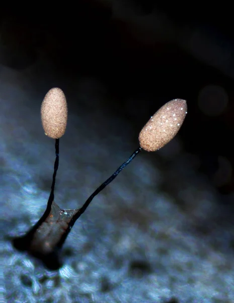 Two fruit bodies of a slime mold Arcyria cinerea resemble a stick ice-cream — Stock Photo, Image