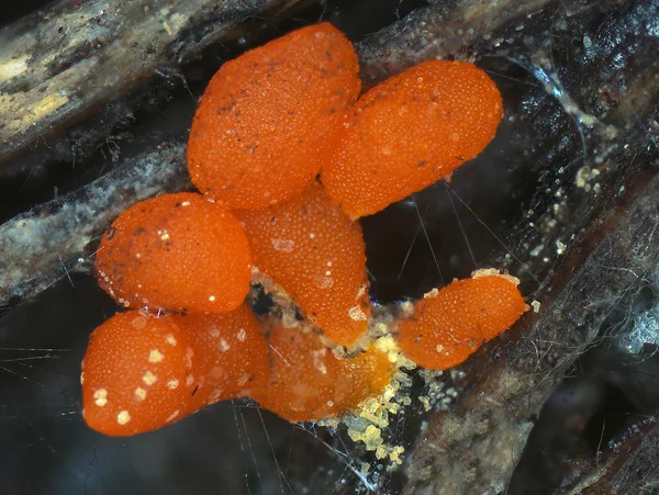 Red sclerotia of a slime mold Physarum — Stock Photo, Image