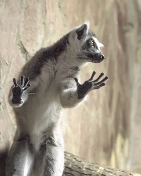 A ring-tailed lemur, Lemur catta, leans against a glass — Stock Photo, Image