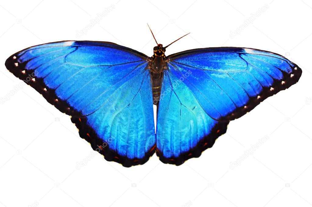 Bright male of the blue morpho butterfly isolated on white with wings spread