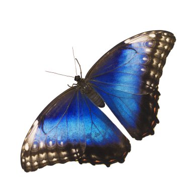 Bright blue morpho butterfly isolated on white background with spread wings clipart