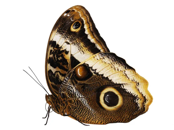 Caligo atreus beyaz arka plan üzerinde izole sarı kenarlı dev baykuş kelebek