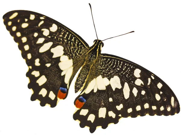 Una coda forcuta di calce, Papilio demoleus, farfalla, isolata su fondo bianco — Foto Stock