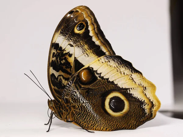 The yellow-edged giant owl butterfly Caligo atreus sitting on white background — Stock Photo, Image