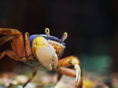 A rainbow crab colored with blue and red shows its big right claw to the camera. clipart