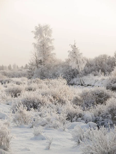 Kış bulutlu yatay, Frost'un üzerinde ağaçların dalları